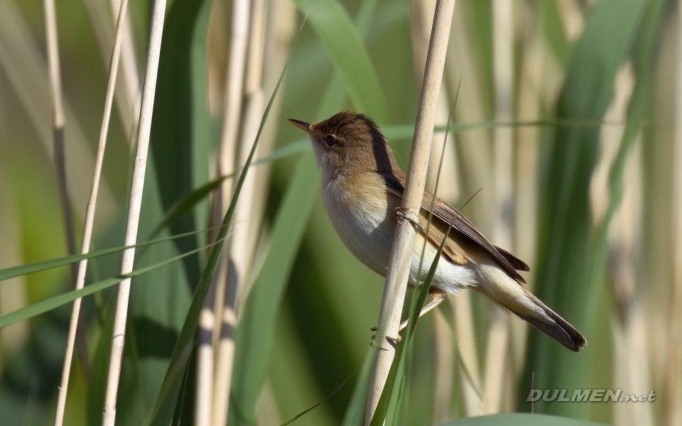 Marsh Warbler (Acrocephalus palustris)